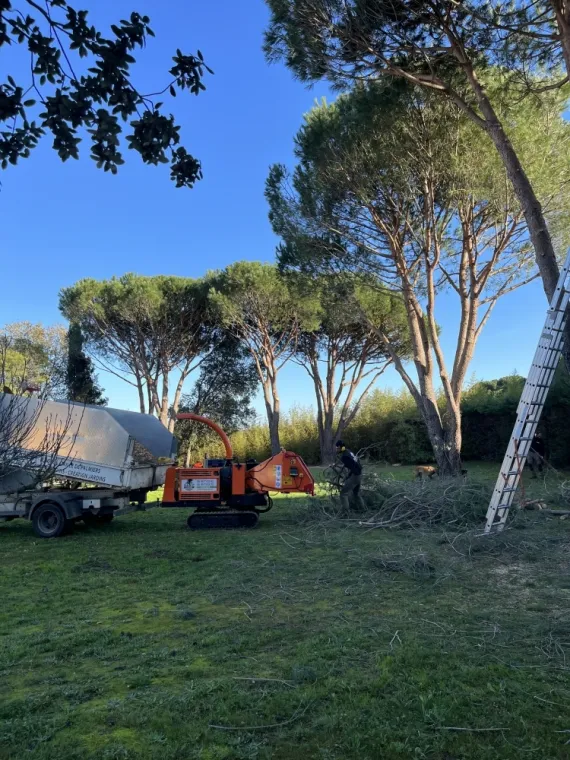 Quand élaguer un arbre ?, Cavalaire-sur-mer, GUILBOT ÉLAGAGE