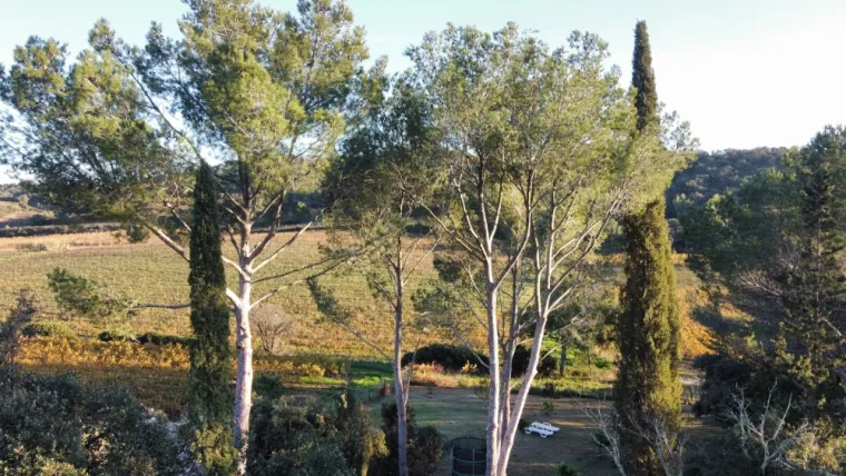 Elagage pins d'alep à la Londe les maures, Cavalaire-sur-mer, GUILBOT ÉLAGAGE