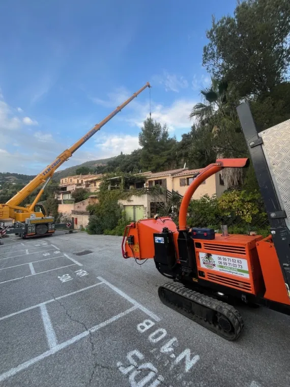 Abattage délicat à cavalaire sur mer, Cavalaire-sur-mer, GUILBOT ÉLAGAGE