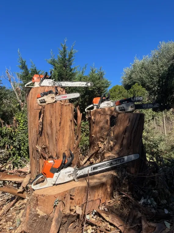 Abattage d'un eucalyptus mort à La-Croix-Valmer , Cavalaire-sur-mer, GUILBOT ÉLAGAGE