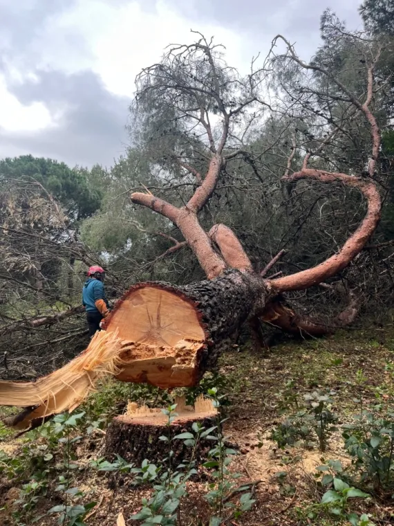 Abattage d'un pin d'alep à Cavalaire sur mer, Cavalaire-sur-mer, GUILBOT ÉLAGAGE