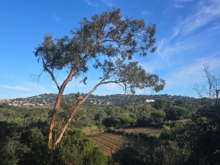 Travaux d'élagage sur eucalyptus à la croix valmer, Cavalaire-sur-mer, GUILBOT ÉLAGAGE