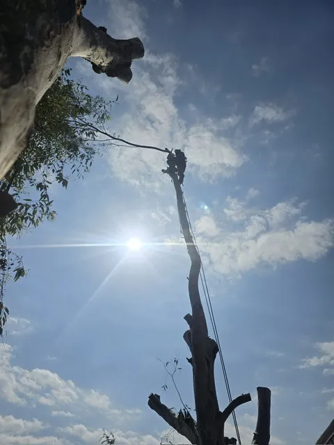 Abattage par démontage d'eucalyptus à Cavalaire-sur-Mer, Cavalaire-sur-mer, GUILBOT ÉLAGAGE