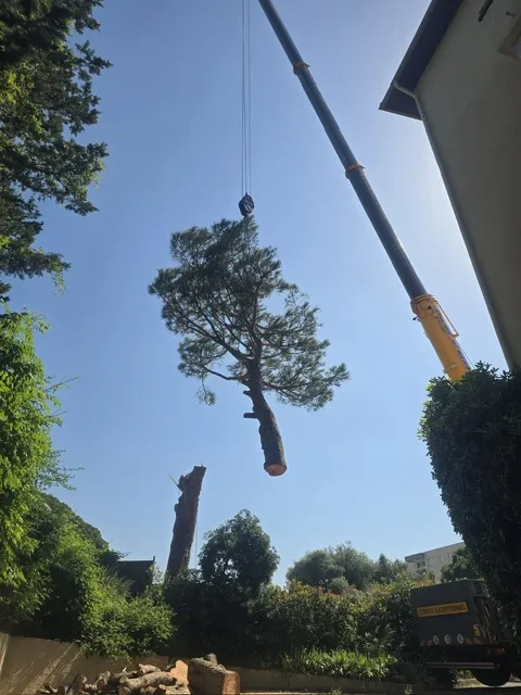 Abattage délicat assisté à la grue à Cavalaire sur mer, Cavalaire-sur-mer, GUILBOT ÉLAGAGE