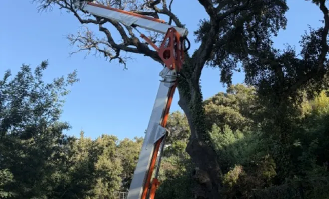 Abattage d'un gros chêne liège mort au Rayol Canadel, Cavalaire-sur-mer, GUILBOT ÉLAGAGE