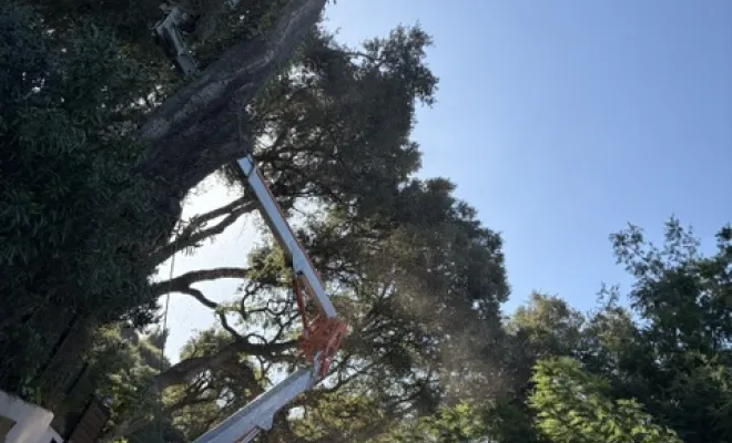 Abattage d'un gros chêne liège mort au Rayol Canadel, Cavalaire-sur-mer, GUILBOT ÉLAGAGE